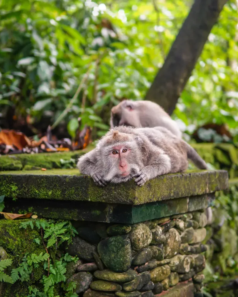 Ubud view 1